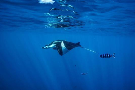 37350136_411301456046763_8371953250697478144_n