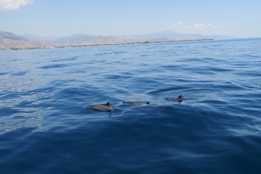 IMG_1683 dolphins