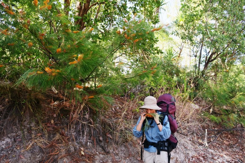 IMG_2127 bush Kath-001